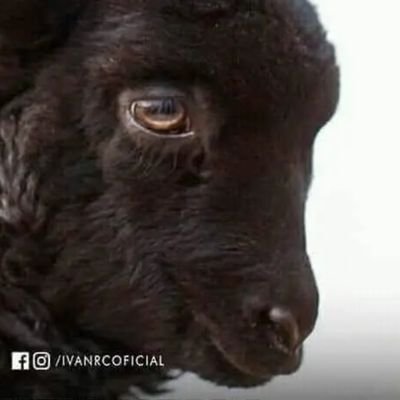 robe8365's profile picture. buena onda