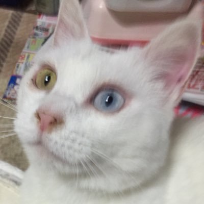 baiimao42546's profile picture. 