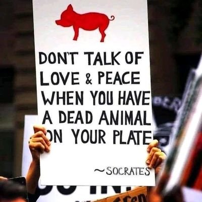 Animal lover 🐾 vegan 🌱
#saveanimals #shelter #rescuedogs.