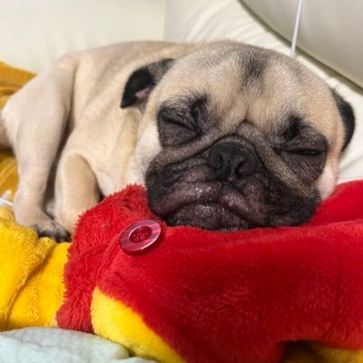 🎠はっぴーぽんこつぶぶきちくん🐽2020/4/6生のパグです🪽#パグ #pug💥