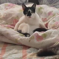 Ferdinanda 🌻 (@nandaleonardo) 's Twitter Profile