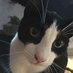 David and his cats (@davogeek111) Twitter profile photo David and his cats (@davogeek111) Twitter profile photo