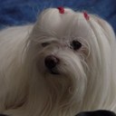 gerald terry - @jerryandmozart - Twitter