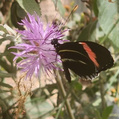 Connecting with nature one garden at a time. Pollinator gardens, native plants and small-space gardens.
