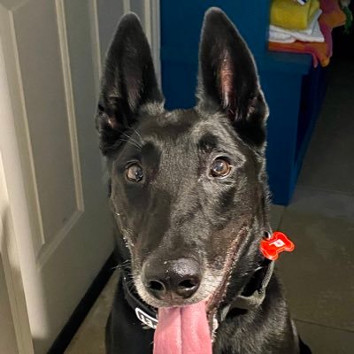 MurlRoark's profile picture. #SpikeWasSafe, OU Baseball, USMC, MWD of The REF Army
