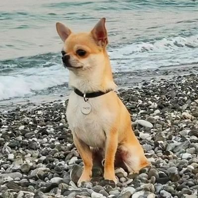 Welcome to @chihuahua__club 🐕 We share daily #chihuahua Contents 🐾 Follow us if you really love chihuahua