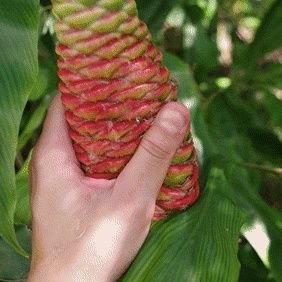 Oliwolly514's profile picture. He/They
🔞 MINORS DNI 🔞
!Comms closed!
I make bad dad jokes, art, and a lot of horny posts.
SFW: @Oliwollyocto
Wishlist:https://t.co/tnperBsSya