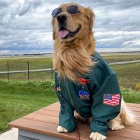 Golden Retriever Lovers(@GoldenLoversFan) 's Twitter Profile Photo