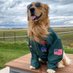 Golden Retriever Lovers (@goldenloversfan) Twitter profile photo Golden Retriever Lovers (@goldenloversfan) Twitter profile photo