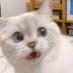 ์๋ฆฐ (@nectaerin) Twitter profile photo ์๋ฆฐ (@nectaerin) Twitter profile photo