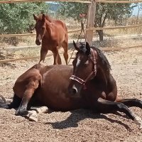 Saim Erdemir (@saim_erdemir) Twitter profile photo