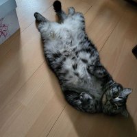 Shredder (@kristantras) Twitter profile photo