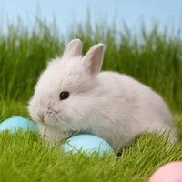 USA Rabbit Lovers(@usarabbitlovers) 's Twitter Profile Photo