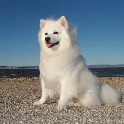 🌈Welcome To American Eskimos Lovers Community 💖
📌 Join US For Daily Cute Photos And Videos 🥰 💥Check Out Our Adorable 🛍 Shop👇👇