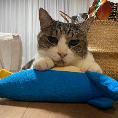 適当に猫やら色々呟いてます(=‘x‘=) 飼ってる猫は3匹です。ゲームもよくやってます。YouTubeでうちの猫の動画上げたりしてるんでよかったら見てください。 無言フォロー大歓迎!無言フォローも失礼します🙇♂️