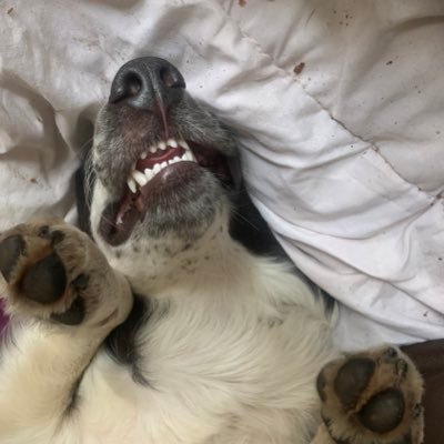 samjo02091's profile picture. Proud British woman and Mum. Dog’s over humans.Choc over crisps.Wild wanderer and wannabe writer. Life’s a joy. Here for sh*ts and giggles.