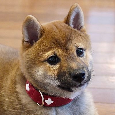 豆柴コテツです。Threadsもやっていますので、そちらもよろしくお願いします。/ Hello from Memeshiba(=bean-sized) Kotetsu! Please follow me on THREADS too!