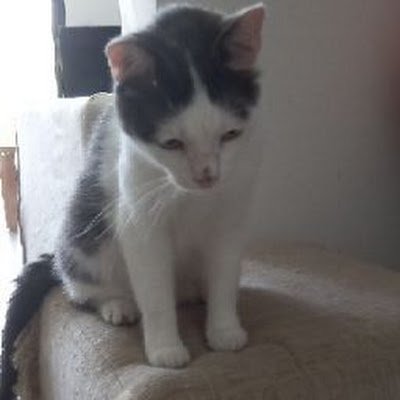 DarinJukic2009's profile picture. 