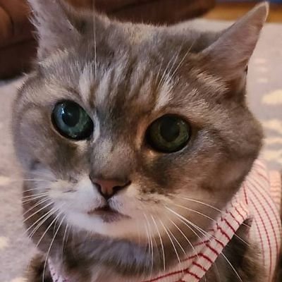 保護猫と暮らしてます。実家には現在5匹の保護猫ちゃん達がいます。可愛いうちの子見てください❤️