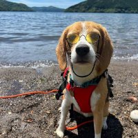 Beagle Lover Clubb(@beagle_lover_) 's Twitter Profileg