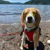 Beagle Lover Clubb (@beagle_lover_) Twitter profile photo Beagle Lover Clubb (@beagle_lover_) Twitter profile photo
