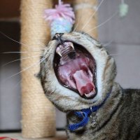 Dodo curieux & les Patmus (@dodocurieux) 's Twitter Profile Photo