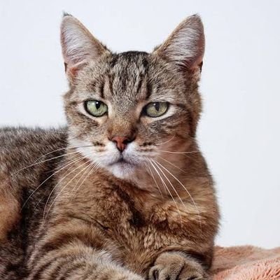 Dubem68's profile picture. Crypto Ambassador| Content creator|Blockchain project marketer | Collaboration manager