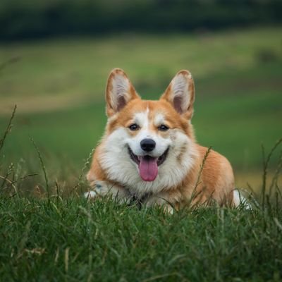 👉 Welcome to @corgi_lover_Club
🐕 We share daily #corgi Contents
🐾 Follow us if you really love corgi
👇 Visit Our Store👇
