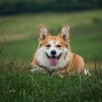 corgi_lover_club (@corgi_lover_uk) 's Twitter Profile