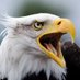 Free_States_of_America (@asfreedomflies) Twitter profile photo Free_States_of_America (@asfreedomflies) Twitter profile photo