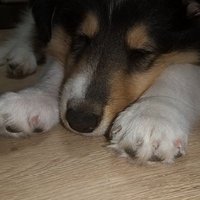 tyokkaorimaster9 (@tyokkaorimaster) 's Twitter Profile