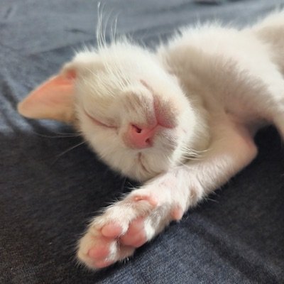 Licht_jb's profile picture. 保証ステータス：顧客満足（CS）（CR）