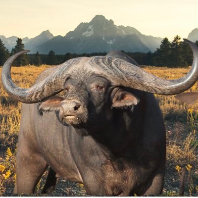 We are buffalo breeders striving to breed the ultimate buffalo in excess of 57”. Co-owner of LaBoucher Wines.