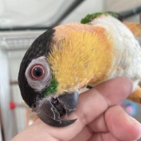 凛𓅇𓈒いんこくさい人 (@birdy_aliceeee2) 's Twitter Profile