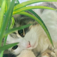 ใใใ๐ฑ๐ (@minimumrenge) 's Twitter Profile