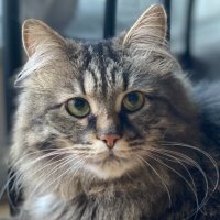 Meow no MEV (@meowrpc) 's Twitter Profile