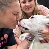 Waverly the Rescue Pittie(@rescuewaverly) 's Twitter Profile Photo