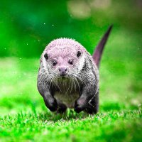 Otter Lover(@otter_fans_club) 's Twitter Profile Photo