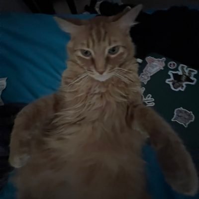 chicknflavrd's profile picture. 20. just shitty reposts