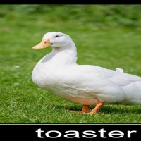 ducknamedtoast (@aducknamedtoast) 's Twitter Profile Photo ducknamedtoast (@aducknamedtoast) 's Twitter Profile Photo