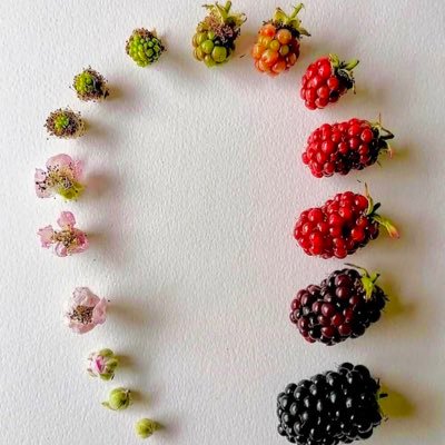 Android & MERN || Java. Kotlin. JavaScript. Html .Css. Jquery . Sql.