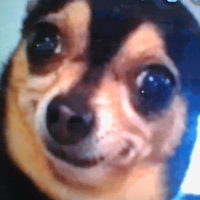 Ze Doggie (@crackdealer223) 's Twitter Profile Photo Ze Doggie (@crackdealer223) 's Twitter Profile Photo