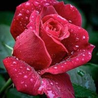 FG🍁 (@fr7799) 's Twitter Profile