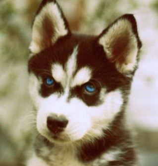 SlovaCanada's profile picture. миф о канаде