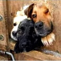 Abril Gomez (@abrilgo93588411) 's Twitter Profile