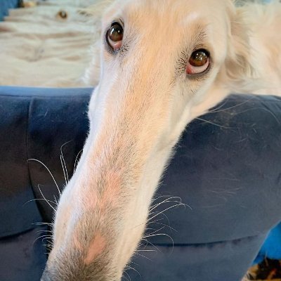 _SharkSkiller_'s profile picture. hello skeet staff reading this