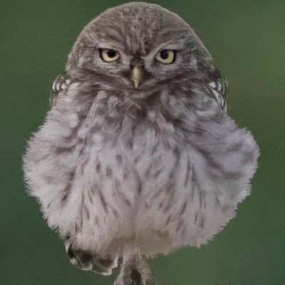 Digibert's profile picture. Wind in your face, seven seas over the horizon, symphonic rock from your B&W 803D3 life can be beautiful