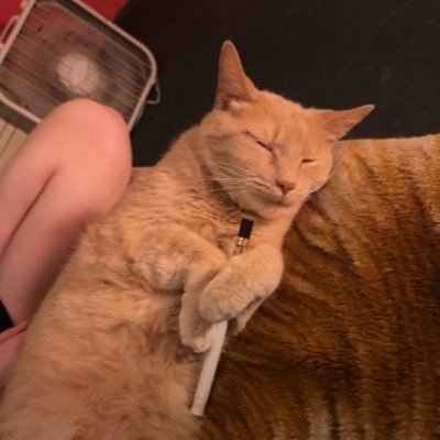 cucciflipflopz's profile picture. 