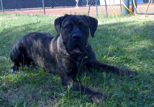 giacomot1962's profile picture. 