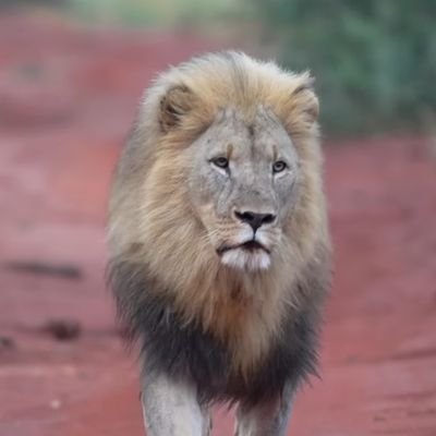 Respect_Tron's profile picture. No more bets...!!!